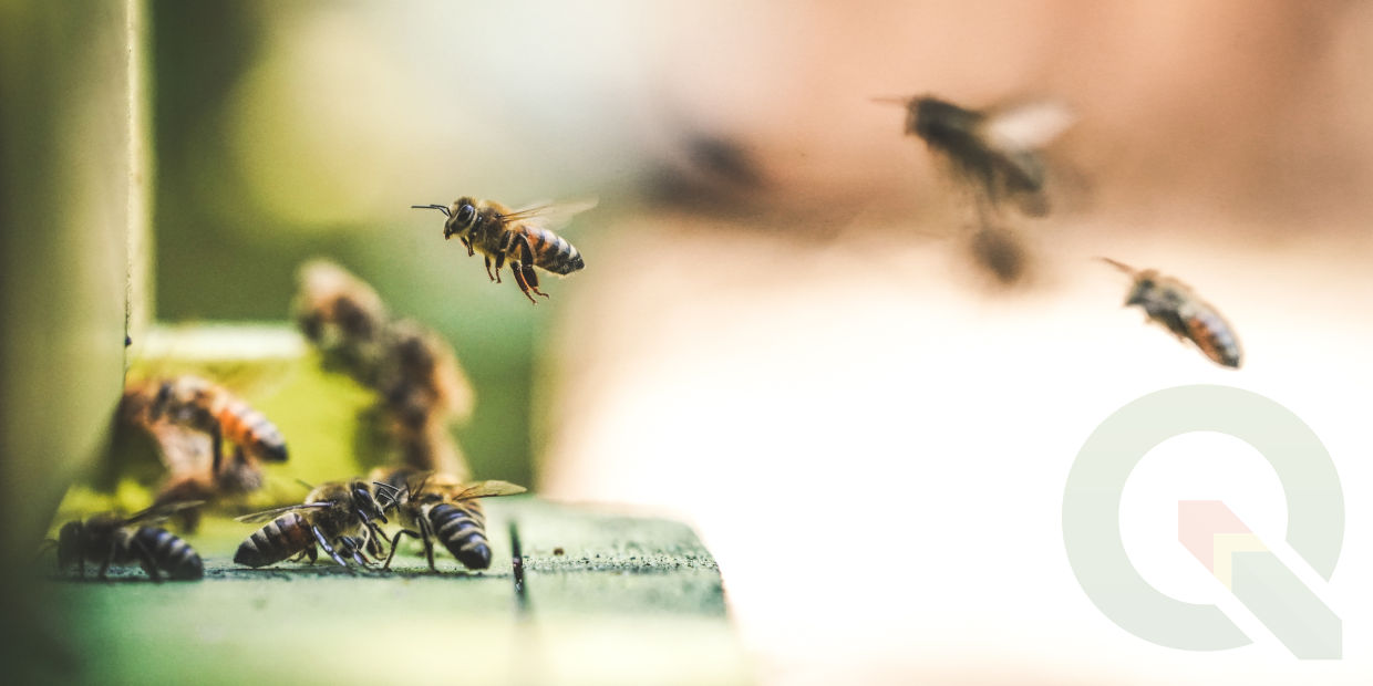 Bienen im Anflug auf die Beute